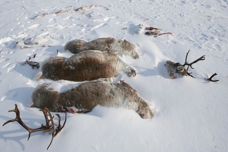 Северные олени убитые браконьерами. Фото: © Павел Кочкарев / WWF России